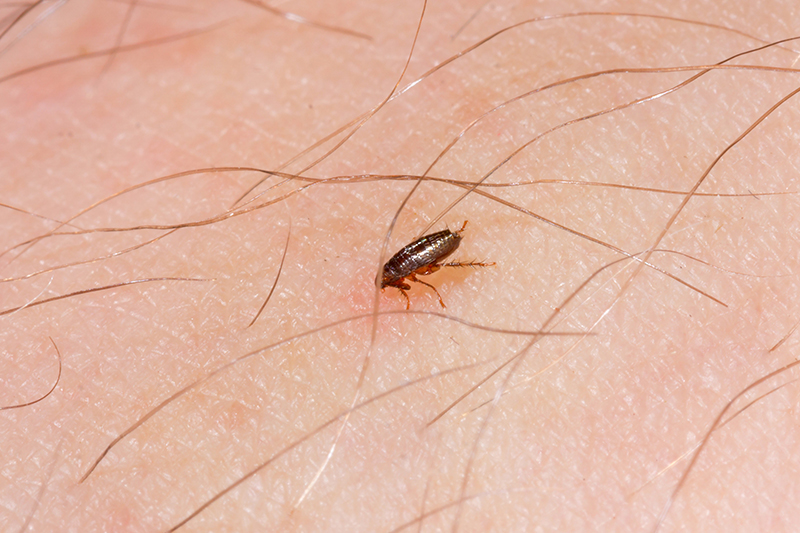 Flea Pest Control in Nottingham Nottinghamshire