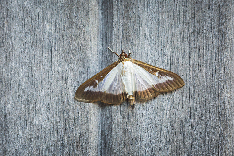 Moth Pest Control in Nottingham Nottinghamshire